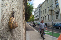Common snail (Helix aspersa)  on a wall of a street, Grenoble, France.