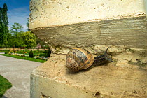 Common snail (Helix aspersa)  on a wall, Grenoble, France. May.