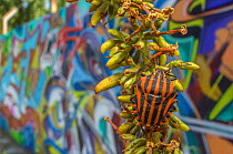 Striped shield bug (Graphosoma italicum) in urban environment with graffiti Grenoble, France. September 2012.