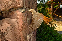Redstart (Phoenicurus phoenicurus) flying to nest in wall of building,  Strasbourg, France. June