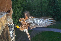 Kestrel (Falco tinnunculus) flying to nest box, blurred motion, Strasbourg, France.
