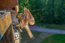 Kestrel (Falco tinnunculus) flying to nest box with prey, Strasbourg, France. June 2014.