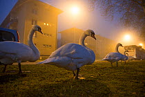 Mute swan (Cygnus olor) in mist with flats and cars on road, Strasbourg, France, December