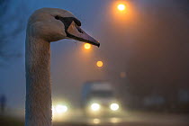 Mute swan (Cygnus olor) next to road in mist Strasbourg, France, December