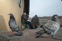 Rock dove (Columba livia) in city with busker playing saxophone, Strasbourg, France, November.