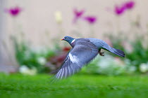 Wood pigeon (Columba palumbus) taking off in urban park, Grenoble, France, April.