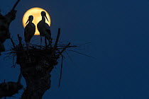 White storks (Ciconia ciconia) pair on nest silhouetted against full moon,  Strasbourg, France. April.