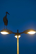 White stork (Ciconia ciconia) on street light at night, Strasbourg, France. April.