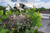 White storks (Cinconia cinconia) at nest with chicks, Strasbourg, France. June.