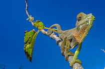 Flap necked chameleon (Chamaeleo dilepis) portrait with blue sky, northern Botswana.
