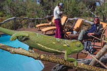 Flap necked chameleon (Chamaeleo dilepis) with tourists behind, northern Botswana.