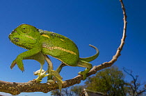 Flap necked chameleon (Chamaeleo dilepis) viewed from below,Botswana.