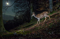Red deer doe (Cervus elaphus) with full moon. Photographed with a camera trap,  Switzerland, March.