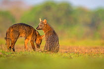 Two Crab-eating foxes (Cerdocyon thous) Pantanal, Brazil.