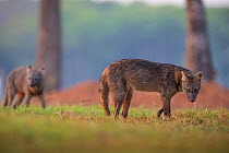 Two Crab-eating foxes (Cerdocyon thous) Pantanal, Brazil.