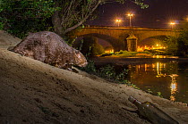 European beaver (Castor fiber) at river bank in urban environment at night, Grenoble, France, August.