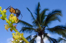 Giant ant (Camponotus maculatus) with palm tree in background, Mauritus.