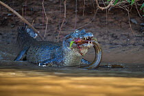 Spectacled caiman (Caiman crocodilus) feeding on fish, Mato Grosso, Pantanal, Brazil.