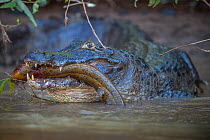 Spectacled caiman (Caiman crocodilus) feeding on fish, Mato Grosso, Pantanal, Brazil.