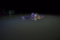 Spectacled caiman (Caiman crocodilus) in water at night, Mato Grosso, Pantanal, Brazil.