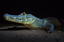 Spectacled caiman (Caiman crocodilus) at night, Mato Grosso, Pantanal, Brazil.