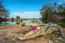 Spectacled caiman (Caiman crocodilus) on bank with mouth open for thermoregulation, Mato Grosso, Pantanal, Brazil.