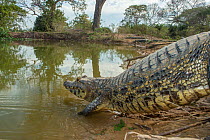 Spectacled caiman (Caiman crocodilus) entering water, Mato Grosso, Pantanal, Brazil.
