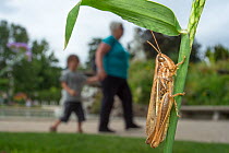 Meadow grasshopper (Chorthippus parallelus) in urban environment, Orleans, France, August, 2013.