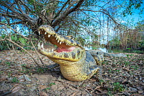 Spectacled caiman (Caiman crocodilus) Mato Grosso, Pantanal, Brazil.