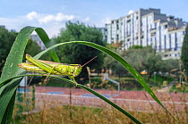 Meadow grasshopper (Chorthippus parallelus) in urban habitat, Grenoble, France, September.