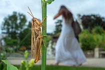 Meadow grasshopper (Chorthippus parallelus) in city, France, August.