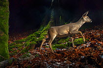 Roe deer (Capreolus capreolus) camera trap image, Swiss Alps, Switzerland, November.