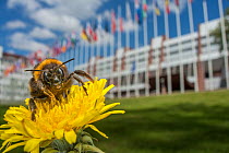Buff tailed bumblebee (Bombus terrestris) in front of the European parliament building, Strasbourg, France. April.