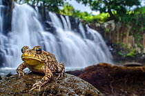 African common toad / Gutteral toad (Bufo gutturalis) in front of waterfall. Mauritius. Introduced species.