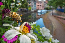 Honeybee (Apis mellifera) taking off from flower with canal in the background, Strasbourg, France. June 2014.
