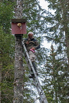 Naturalist removing Tengmalm's / Boreal owl (Aegolius funereus) from nest box to be ringed. Jura, Switzerland. April 2015.