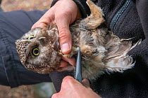 Naturalist ringing Tengmalm's / Boreal owl (Aegolius funereus) Jura, Switzerland.