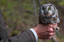 Naturalist ringing Tengmalm's / Boreal owl (Aegolius funereus) Jura, Switzerland. April 2015.
