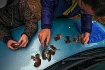 Scientists examining mice left for chicks  in Tengmalm's / Boreal owl  (Aegolius funereus) nest  by parents, Jura, Switzerland. May 2015.
