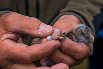 Naturalist ringing Tengmalm's / Boreal owl (Aegolius funereus) chick, Jura, Switzerland, April.