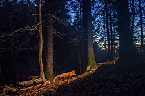 Red fox (Vulpes vulpes) at night camera trap image, Jura Mountains, Switzerland, August.