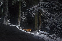 Red fox (Vulpes vulpes) at night in snow, camera trap image, Jura Mountains, Switzerland, August.  Commended in the Mammals category of the Asferico Competition 2016.