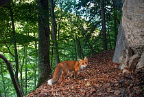 Red fox (Vulpes vulpes) camera trap image, Jura Mountains, Switzerland, August.