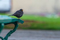 Blackbird (Turdus merula) on bench in urban park, Grenoble, France. April.