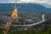 Leatherbug (Syromastes rhombeus) with Grenoble  city in distance, France. 2013.