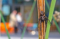 Spider (Segestria florentina)  in urban environment, Grenoble, France, September.