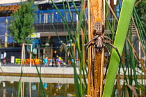 Spider (Segestria florentina) Grenoble, France, September.