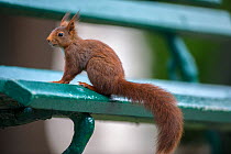Red squirrel (Sciurus vulgaris) on bench in urban park, Grenoble, France.