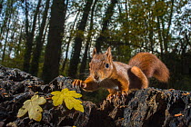 Red squirrel (Sciurus vulgaris) in park, Paris, France, November.