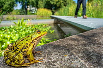 European edible frog (Rana esculenta) in urban park, Grenoble, France, May.
